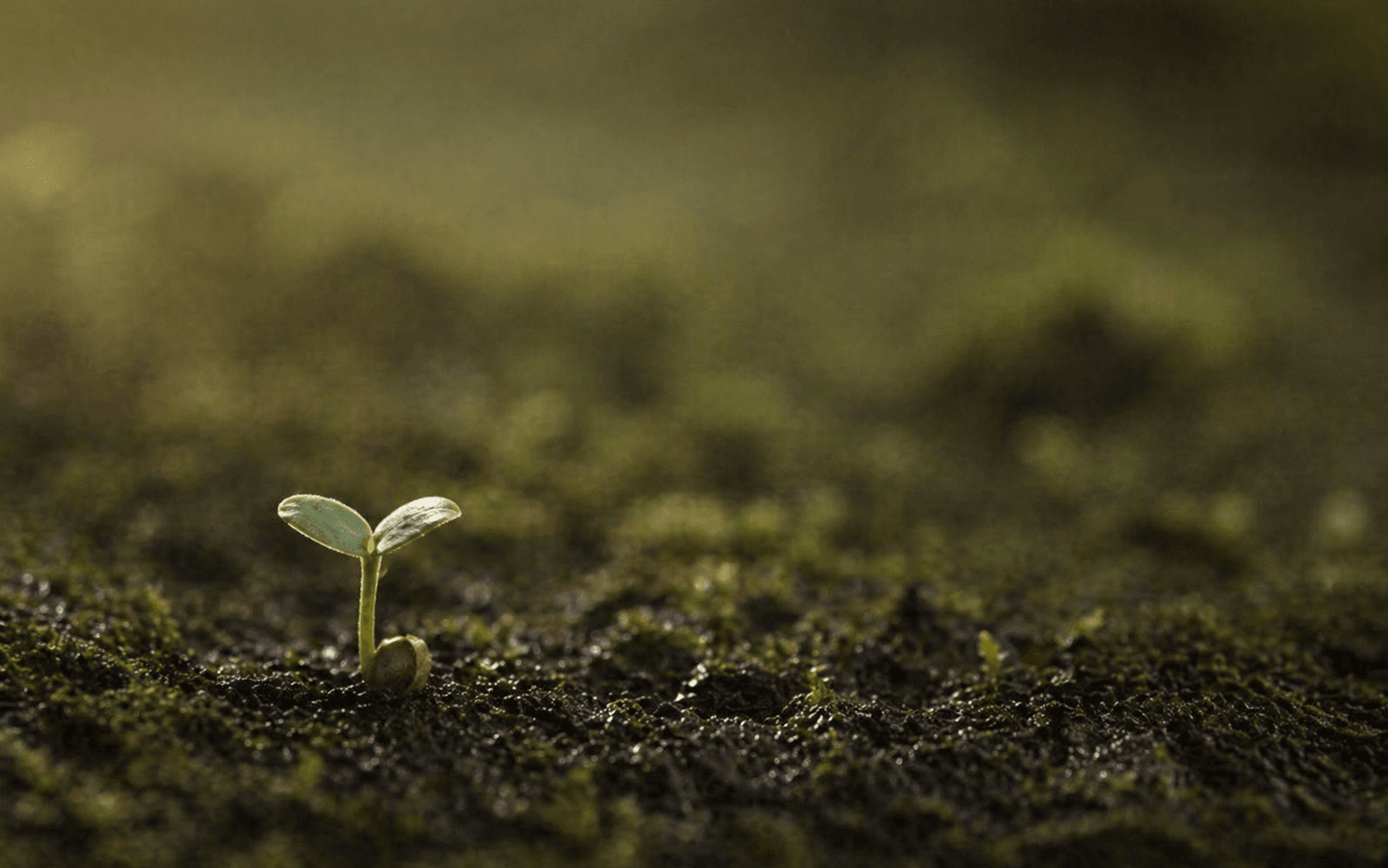 苔むした土から芽吹く双葉の苗 — 順序を守るとき、変化は努力なしに起こる